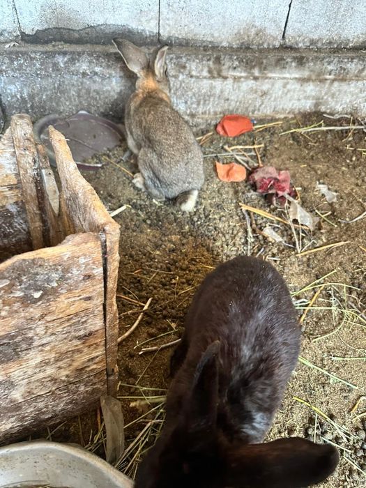 Продам Кроликов Срочно