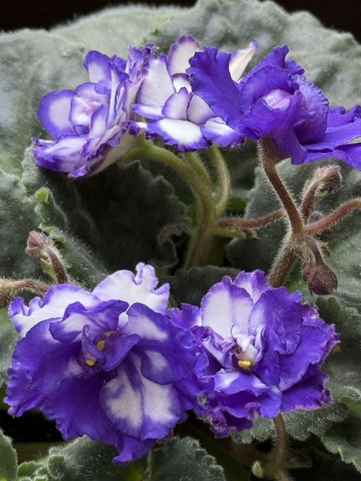 Фиалки продам детки и взрослую