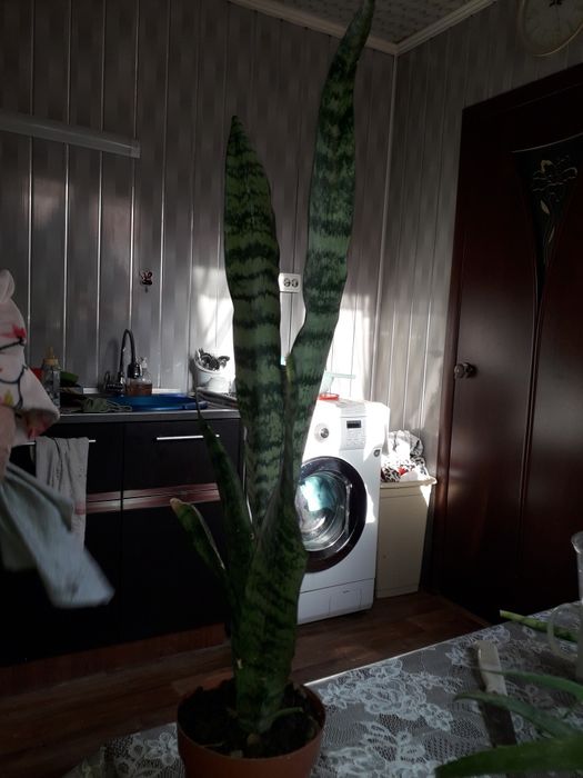 Продам цветок щучий хвост