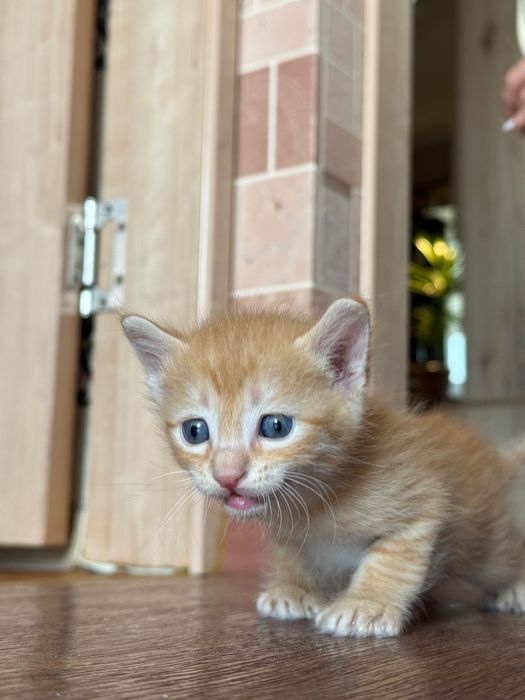 Котята в добрые руки!