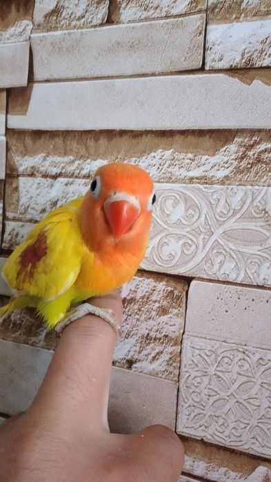 Ruchnoy nerazluchnik fisher