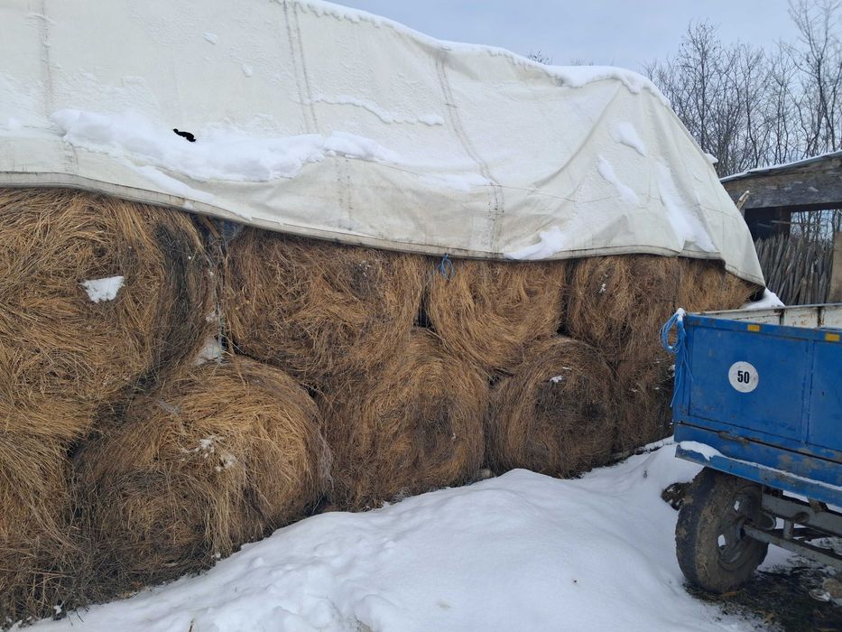 Vând baloți rotunzi de iarbă de izlaz