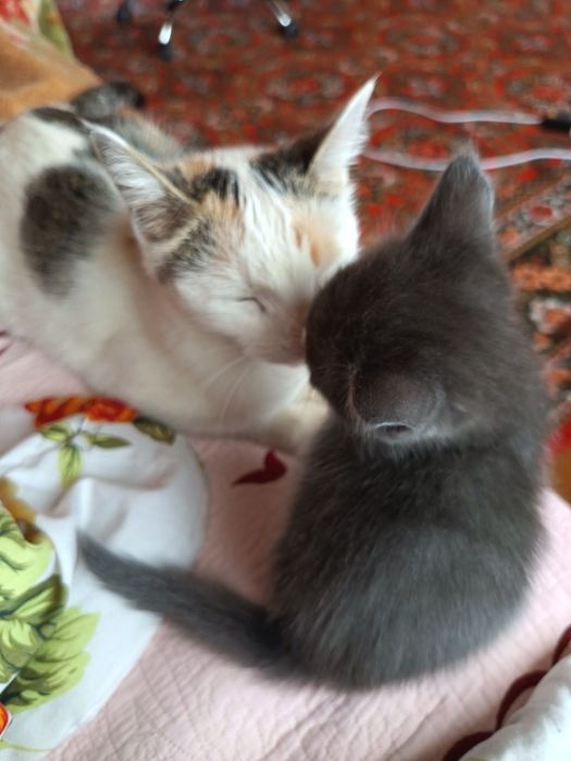Длинношерстные котята