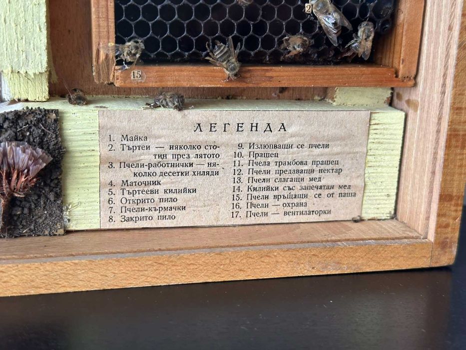 Соц Учебено Табло Модел Пчелен Кошер Разрез