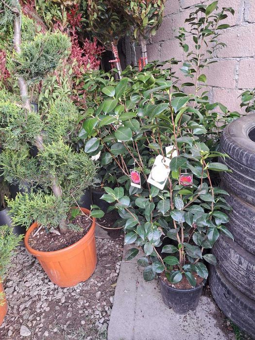 Vând tuia, brazi, mesteacăn, tei, platan, cedru prunus