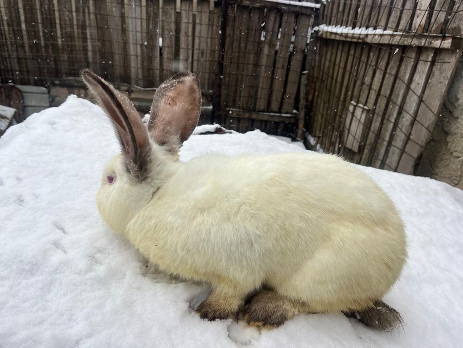 Vand iepuri urias de transilvania