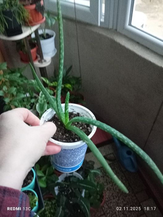 Продам растения комнатные