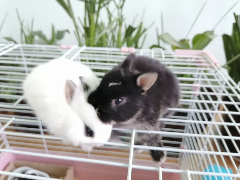 Mitti quyon sotiladi (Katta bo'b ketmidigan)