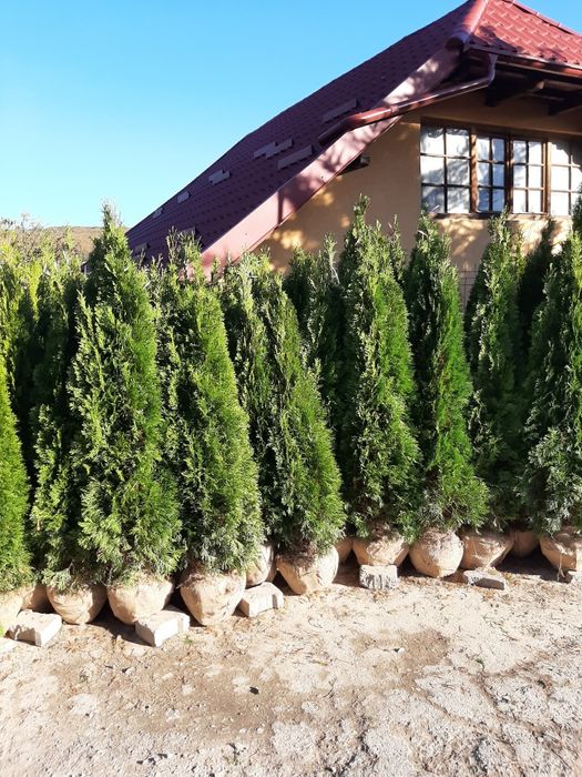 Vindem Brazi arginti si verzi mesteacăn tei platan etc