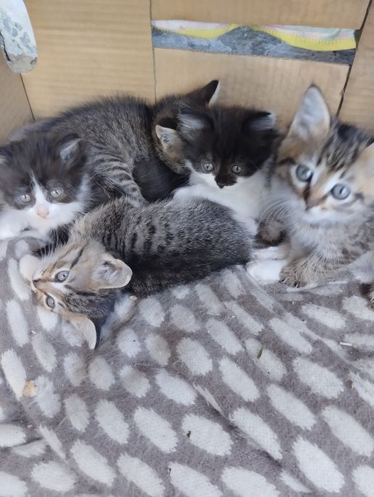 Отдам котят в добрые руки