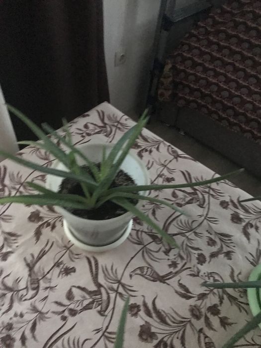 Лечебное растение. Алоэ