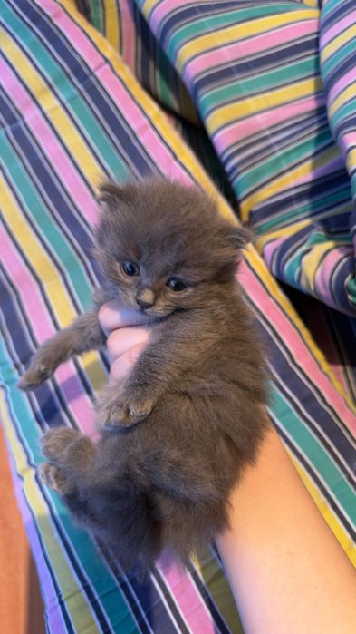 Котенок в добрые руки