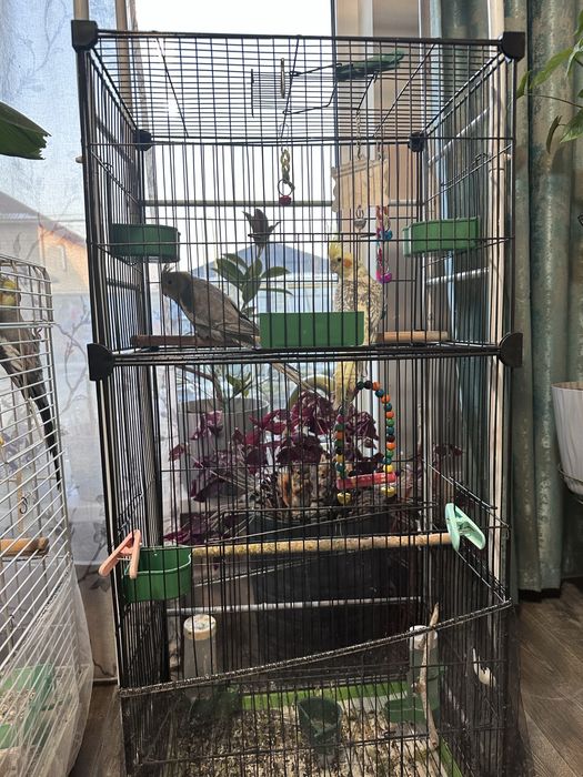 Продам попугаев Корелла