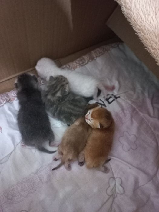 Котята спрайты и фолдики