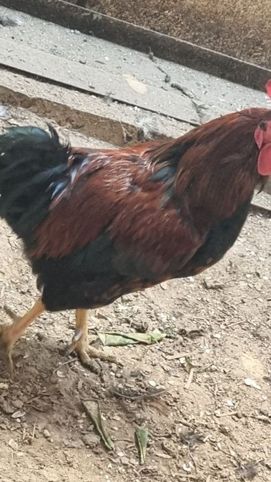 Продам курей, петухов