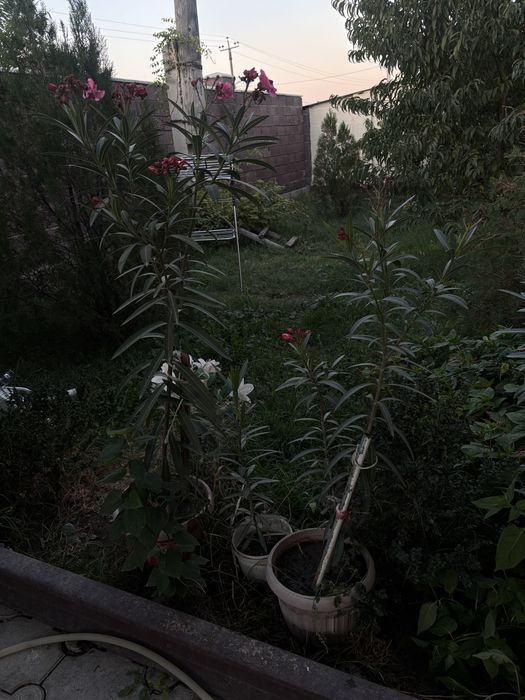 Продам цветы лиандр