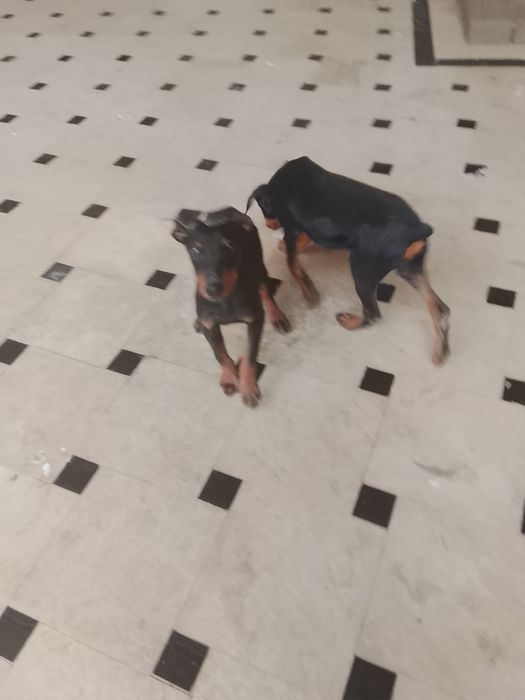 Хороший собака воспитание