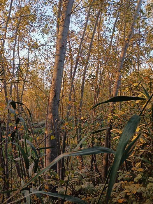 Srochni terak sotiladi