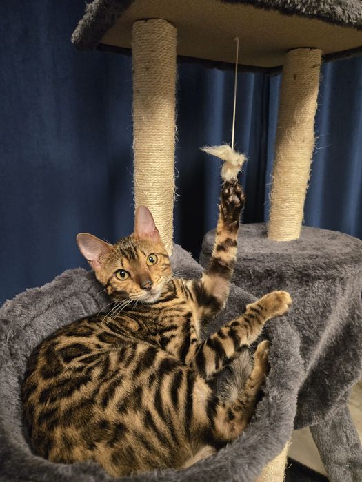 Бенгалска котка 11месеца