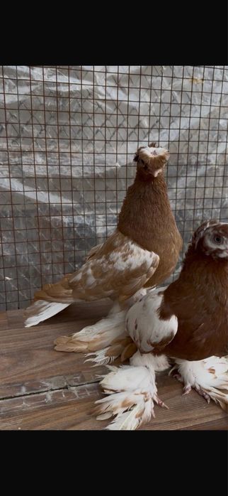 Голуби.          .