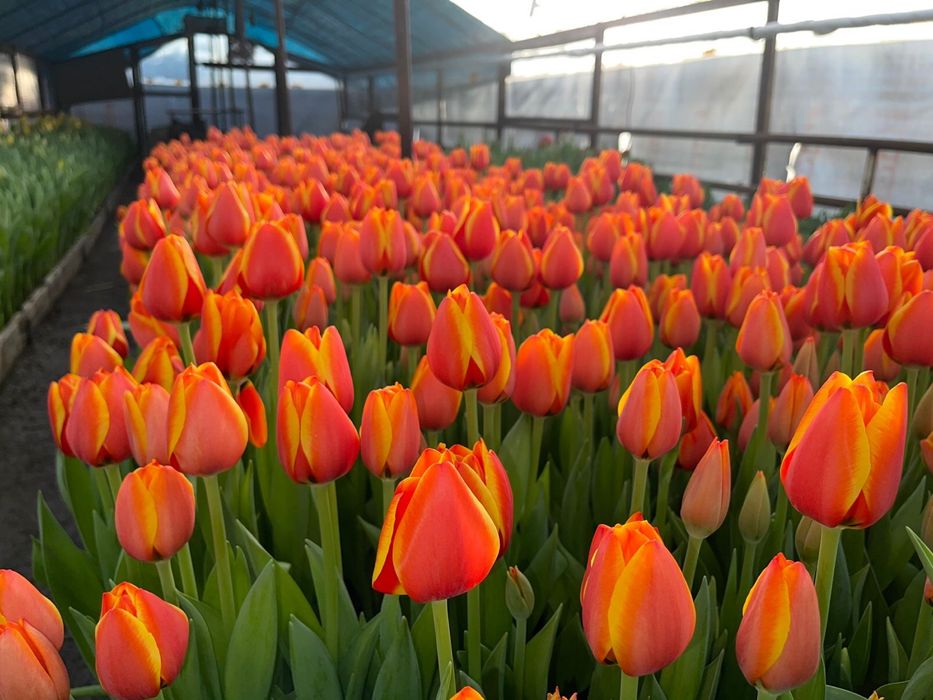Тюльпаны принимаем корпоративные заказы