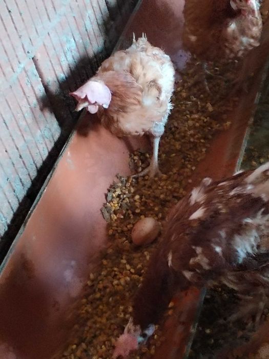 Păsări rosi de ouat