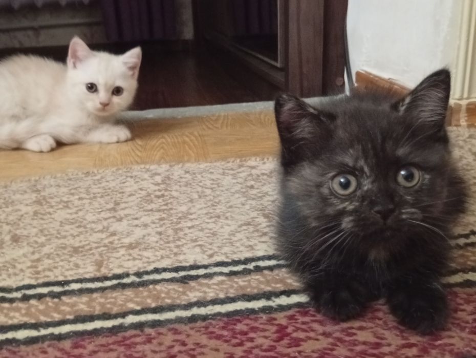 Скидка!Британские котята,за двоих 500.000!