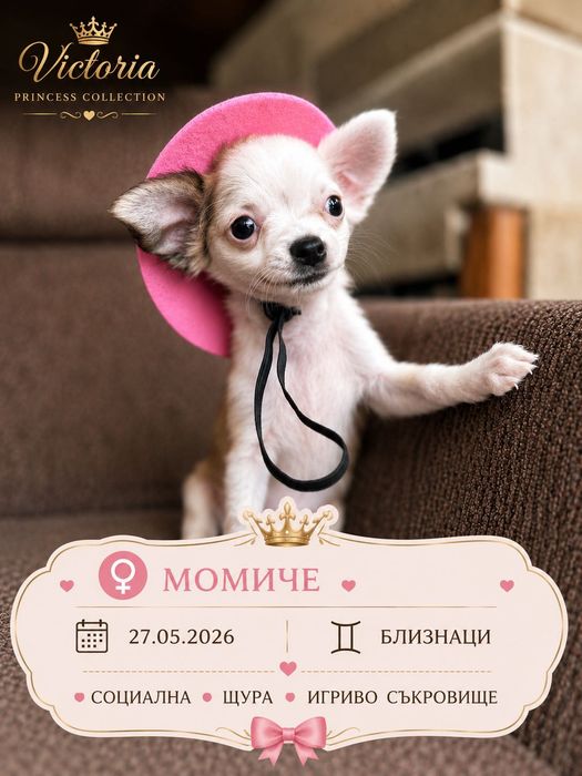 Чистокръвни мини Чихуахуа