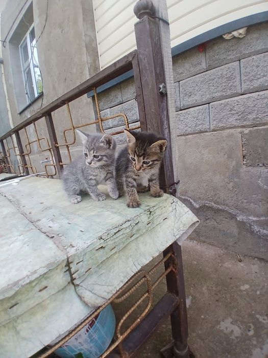 Котейки два месеца