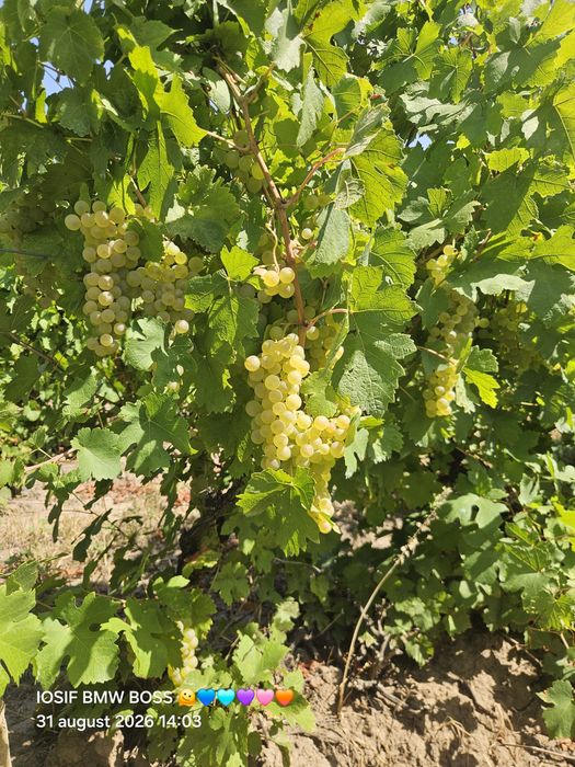 Vând struguri de vin