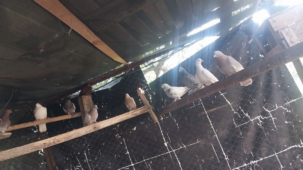 Здраствуйте,голубей продаётся оптом,15 штука,