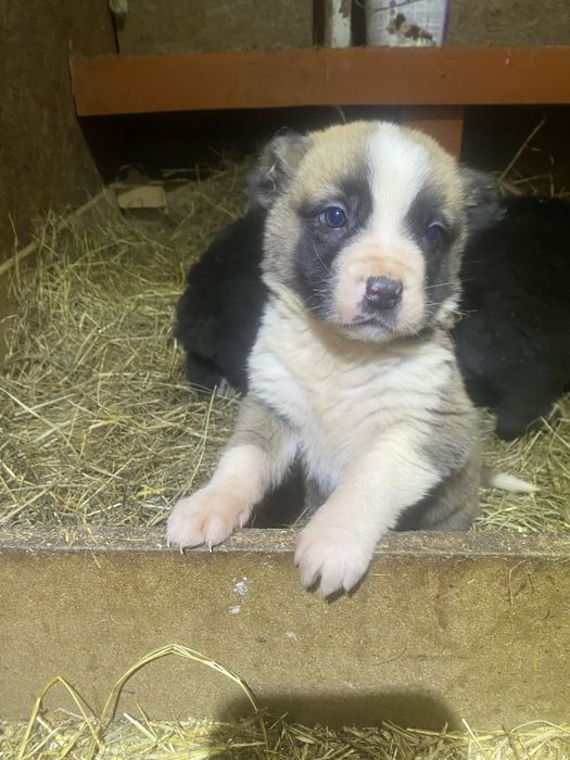 Продам щенка Сао Алабай