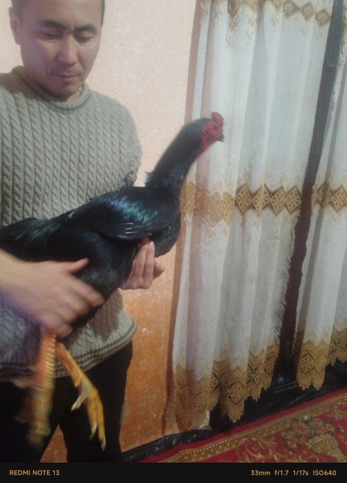 Dakan uji tulak bolgan