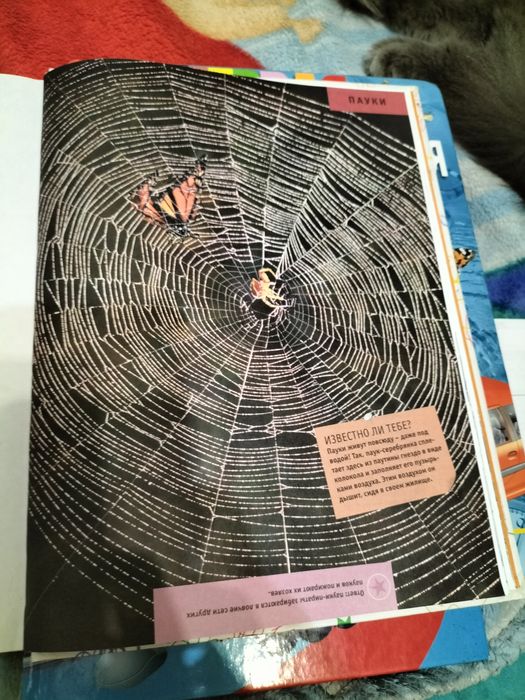 энциклопедия и букварь