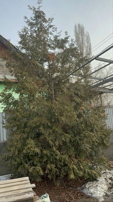 Туя хвойное дерево