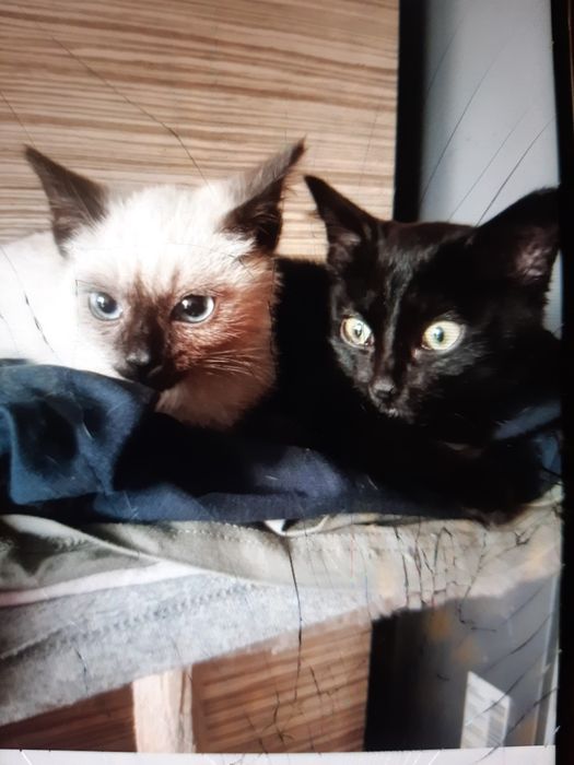 Очаровательные котята