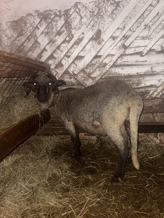 Vând berbec bucălău rasa țigaie in varstă de 2 ani in luna martie