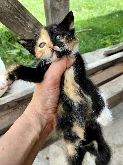 Малки котенца на 2месеца