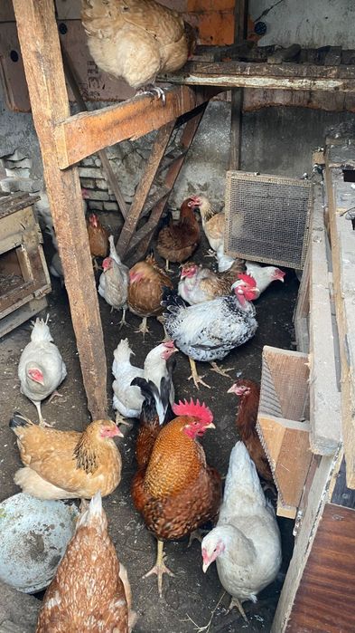 Продам кур 4000тг