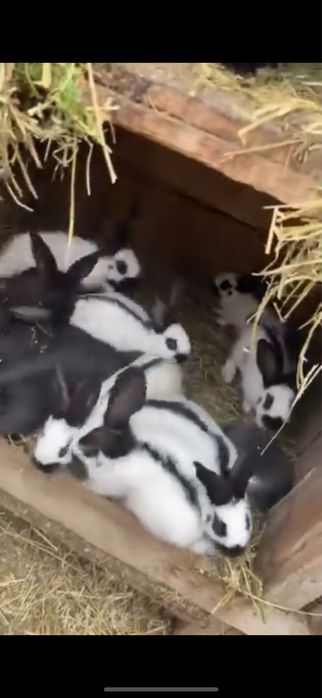 Iepuri fluture german