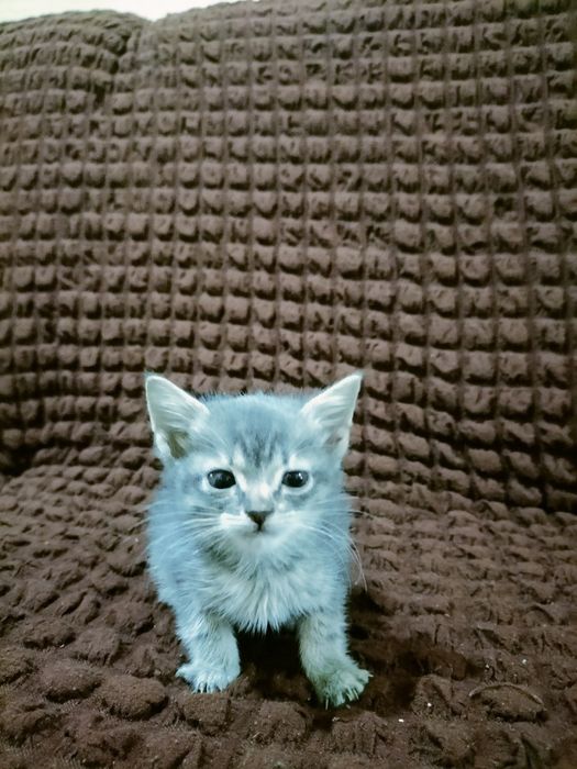 Скоч фолд она бола мушуклар сотилади