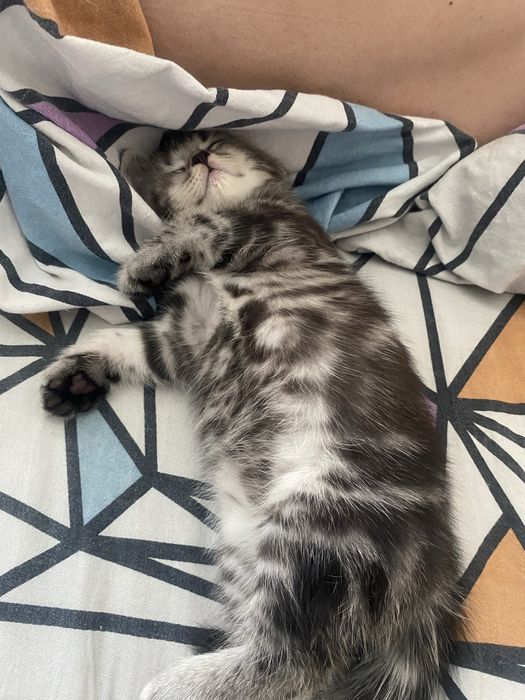 Скоттиш Страйд котята