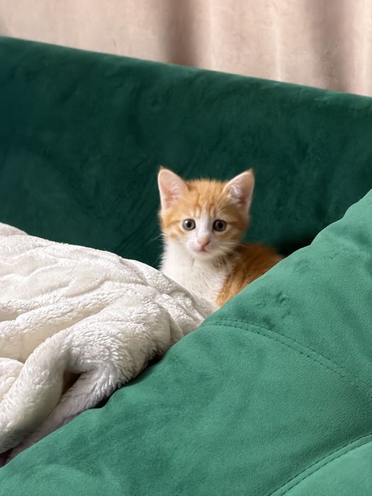 Отдам бесплатно чудесных котят