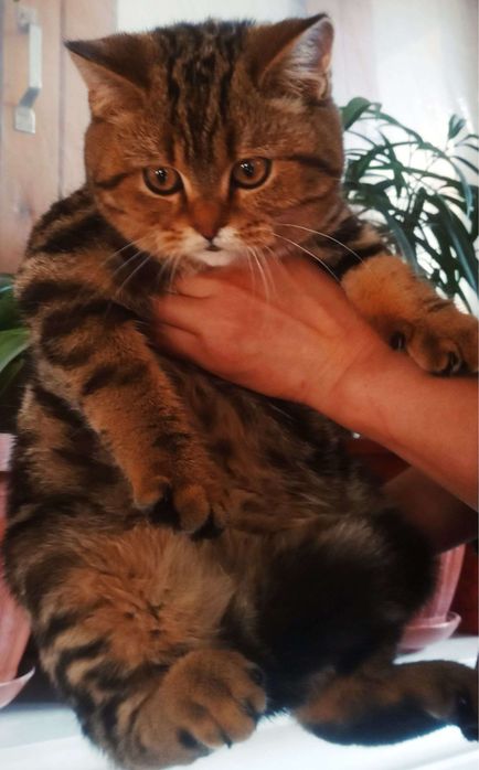 Toriq Vyazkaga tayyor rosayam oqinqaroq mushuk