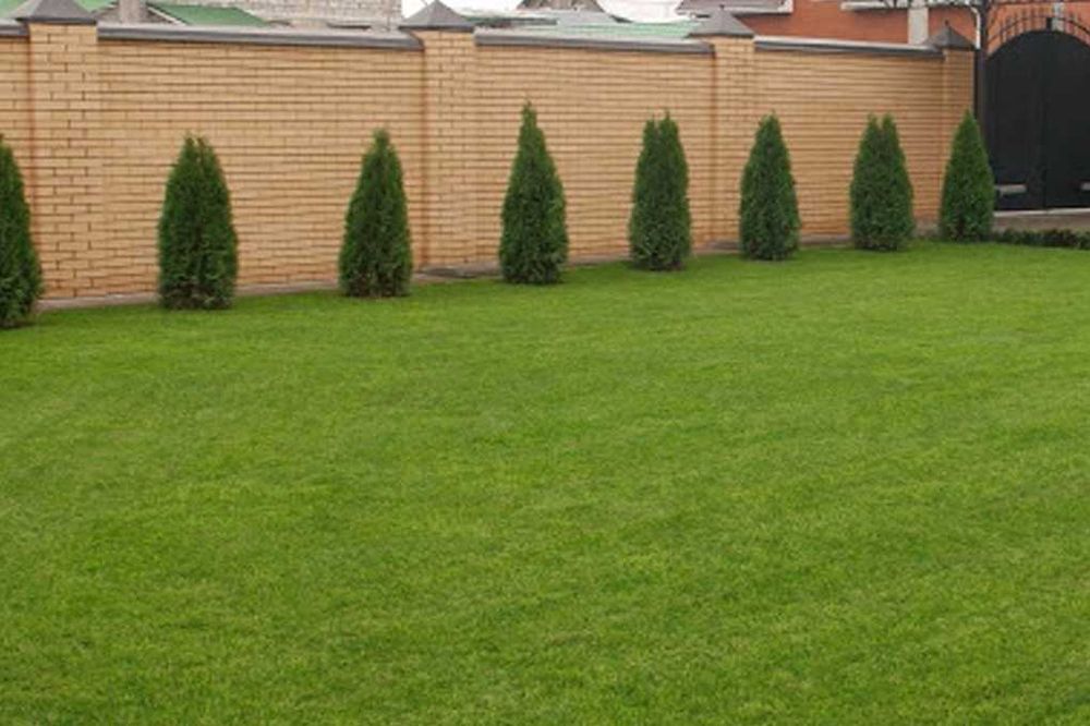 Tabiy chim va chim urug‘lari