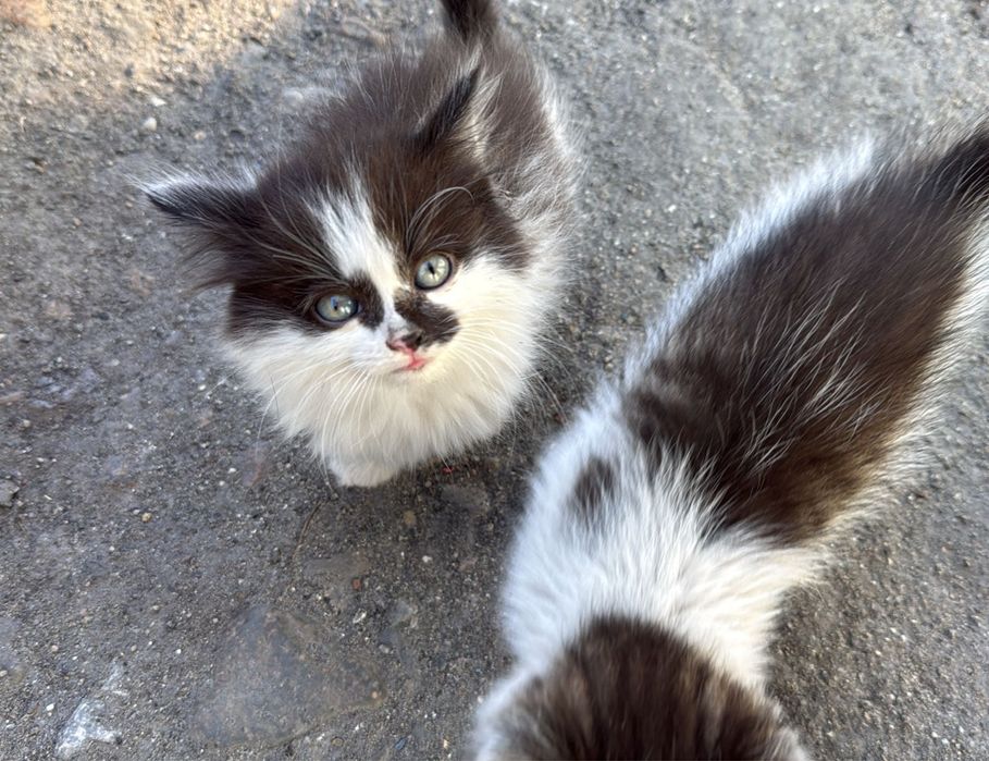 отдам котят даром