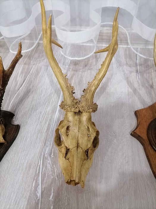 Еленови трофейчета