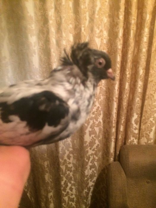 голуби тракия голуби