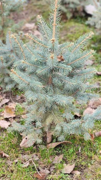 Спешите! Нужно пересаживать ель ЗИМОЙ а не ВЕСНОЙ