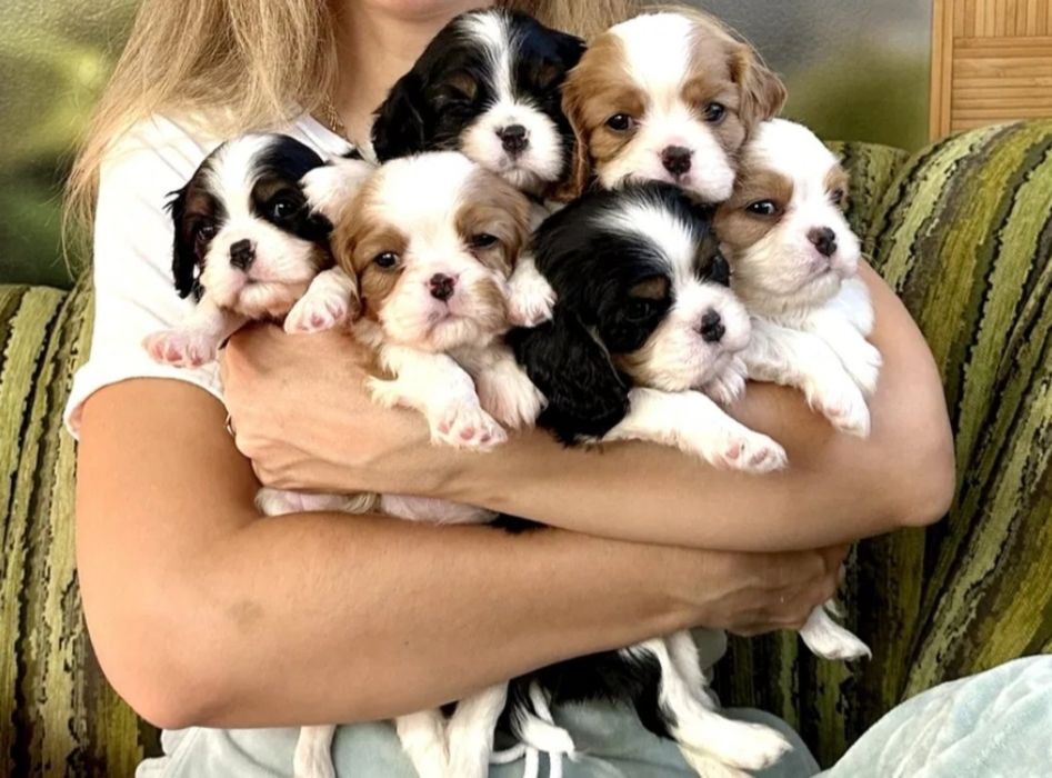 Кавалер Кинг Чарлз Шпаньол